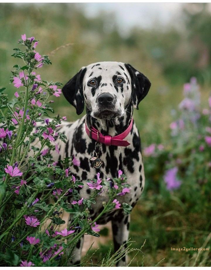 1100+ Dog Images Free Download | Cute Dog Pictures | 723 cute dog images hd -(5)