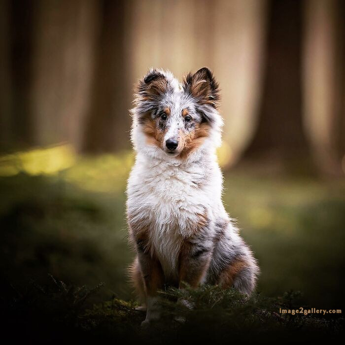 1100+ Dog Images Free Download | Cute Dog Pictures | 724 cute dog images hd -(6)