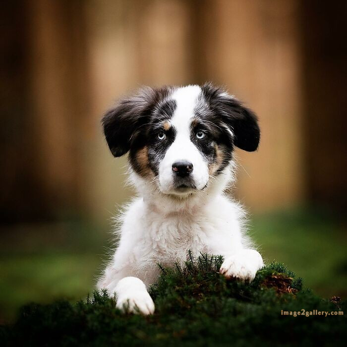 1100+ Dog Images Free Download | Cute Dog Pictures | 715 cute dog images hd -(8)