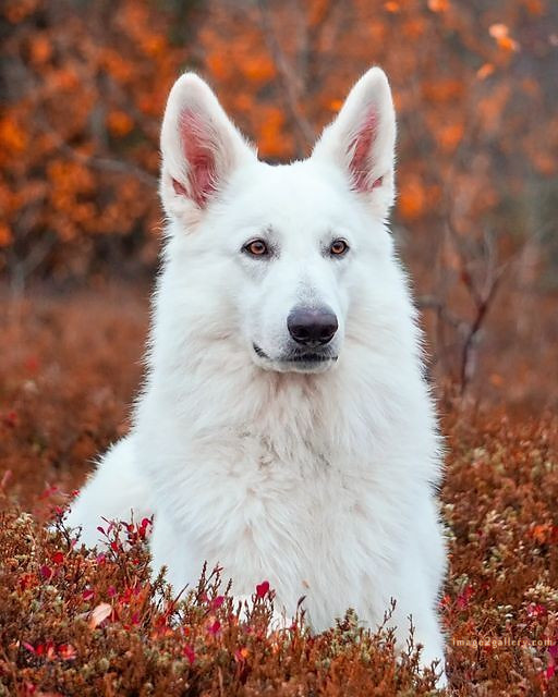 1100+ Dog Images Free Download | Cute Dog Pictures | 698 cute dog images hd for dp -(10)
