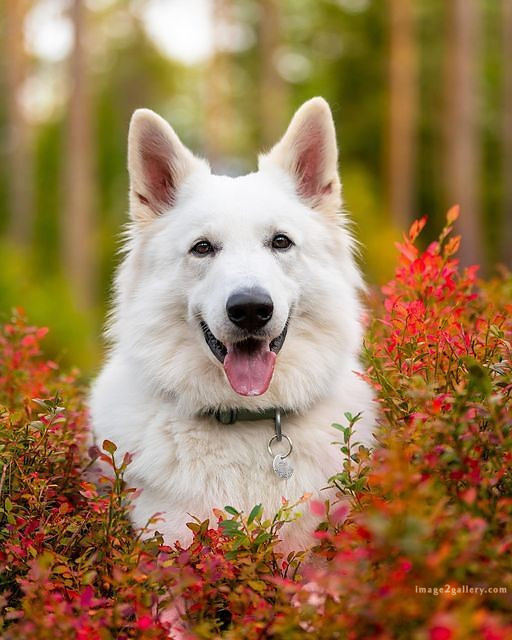 1100+ Dog Images Free Download | Cute Dog Pictures | 694 cute dog images hd for dp -(11)