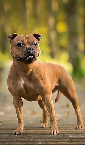 1100+ Dog Images Free Download | Cute Dog Pictures | 685 cute dog images hd for dp -(16)