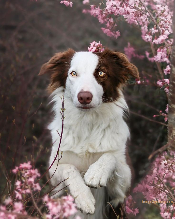 1100+ Dog Images Free Download | Cute Dog Pictures | 687 cute dog images hd for dp -(19)