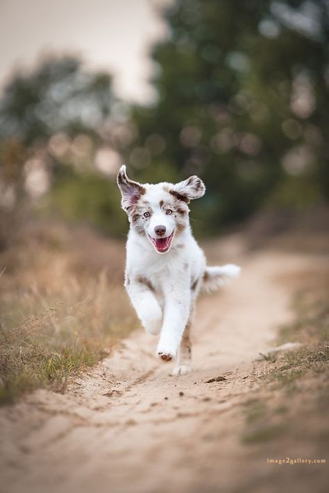 1100+ Dog Images Free Download | Cute Dog Pictures | 704 cute dog images hd for dp -(2)