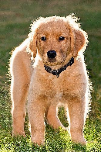 1100+ Dog Images Free Download | Cute Dog Pictures | 700 cute dog images hd for dp -(5)
