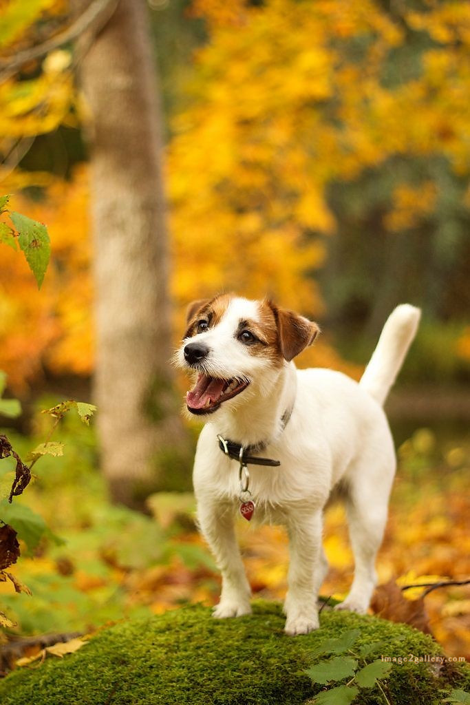 1100+ Dog Images Free Download | Cute Dog Pictures | 697 cute dog images hd for dp -(9)