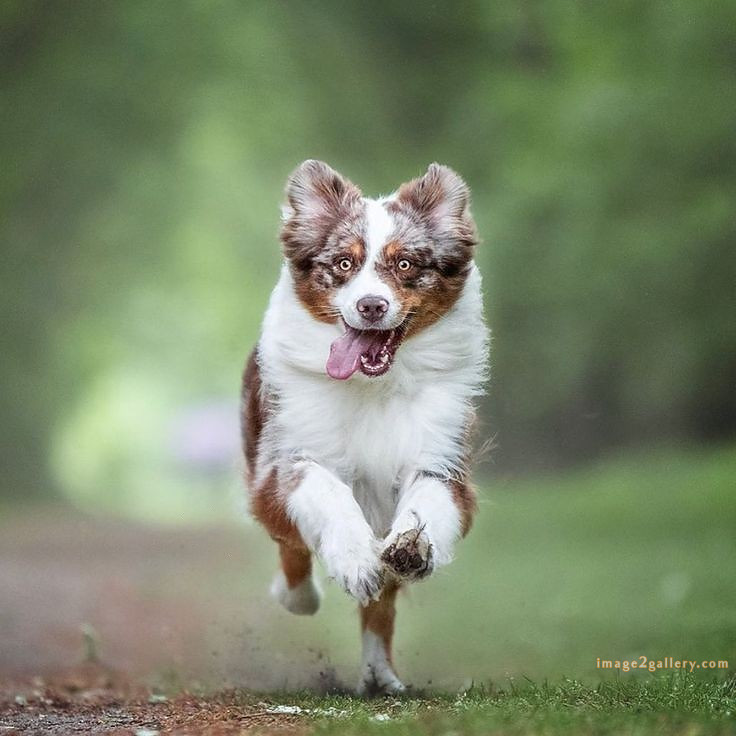 1100+ Dog Images Free Download | Cute Dog Pictures | 660 cute dog images real -