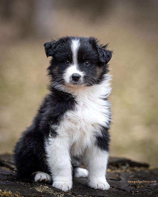 1100+ Dog Images Free Download | Cute Dog Pictures | 684 cute dog images real -(1)