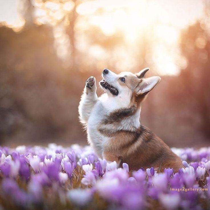 1100+ Dog Images Free Download | Cute Dog Pictures | 677 cute dog images real -(10)