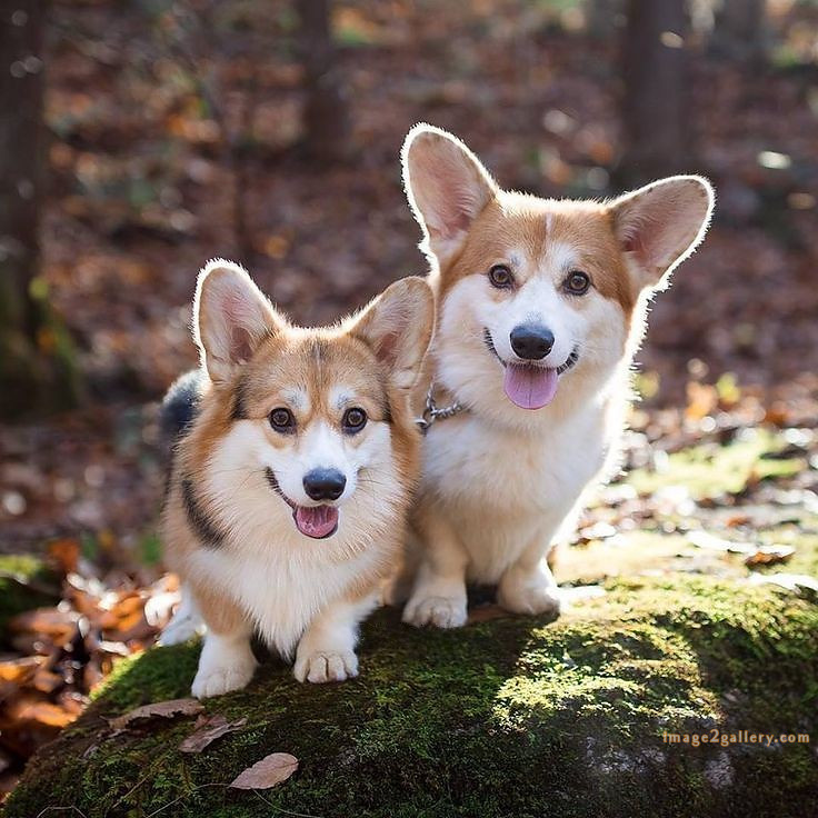 1100+ Dog Images Free Download | Cute Dog Pictures | 679 cute dog images real -(11)