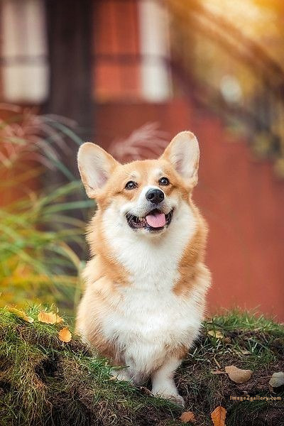 1100+ Dog Images Free Download | Cute Dog Pictures | 673 cute dog images real -(13)