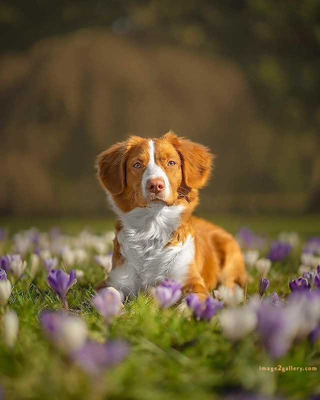 1100+ Dog Images Free Download | Cute Dog Pictures | 671 cute dog images real -(14)