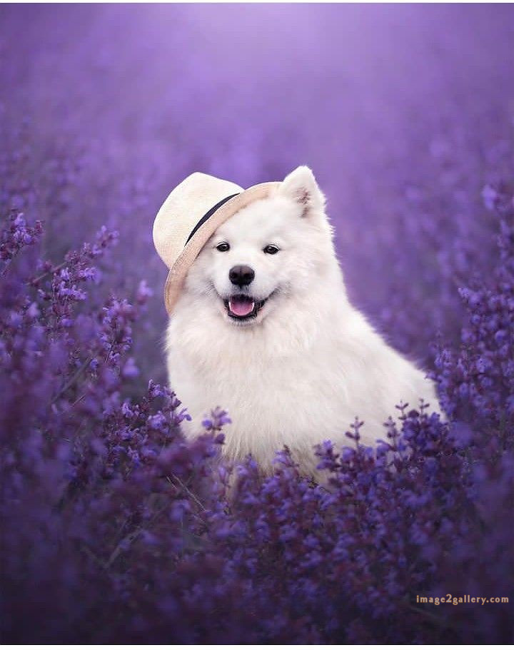 1100+ Dog Images Free Download | Cute Dog Pictures | 670 cute dog images real -(16)