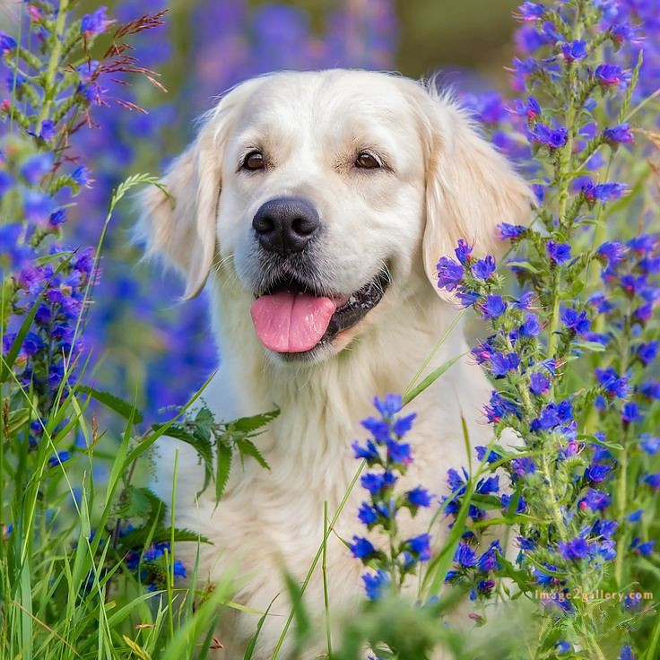 1100+ Dog Images Free Download | Cute Dog Pictures | 666 cute dog images real -(18)