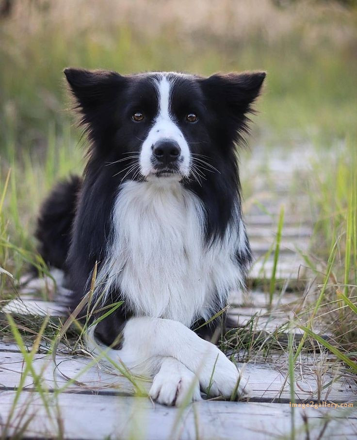1100+ Dog Images Free Download | Cute Dog Pictures | 667 cute dog images real -(19)