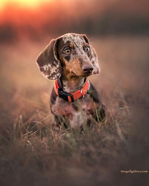 1100+ Dog Images Free Download | Cute Dog Pictures | 689 cute dog images real -(2)