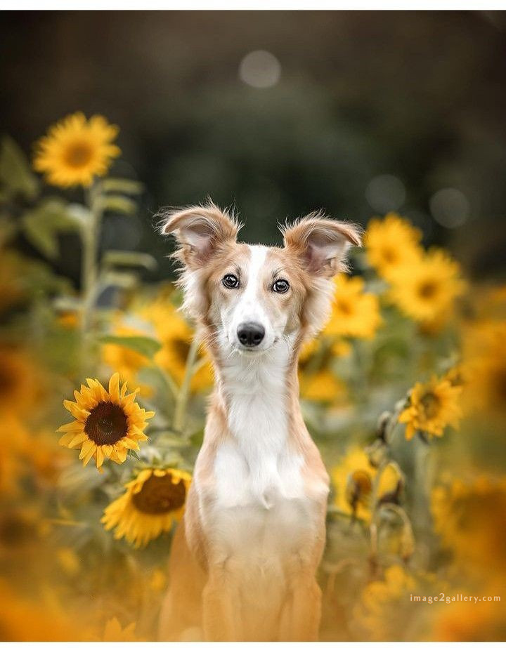 1100+ Dog Images Free Download | Cute Dog Pictures | 668 cute dog images real -(20)