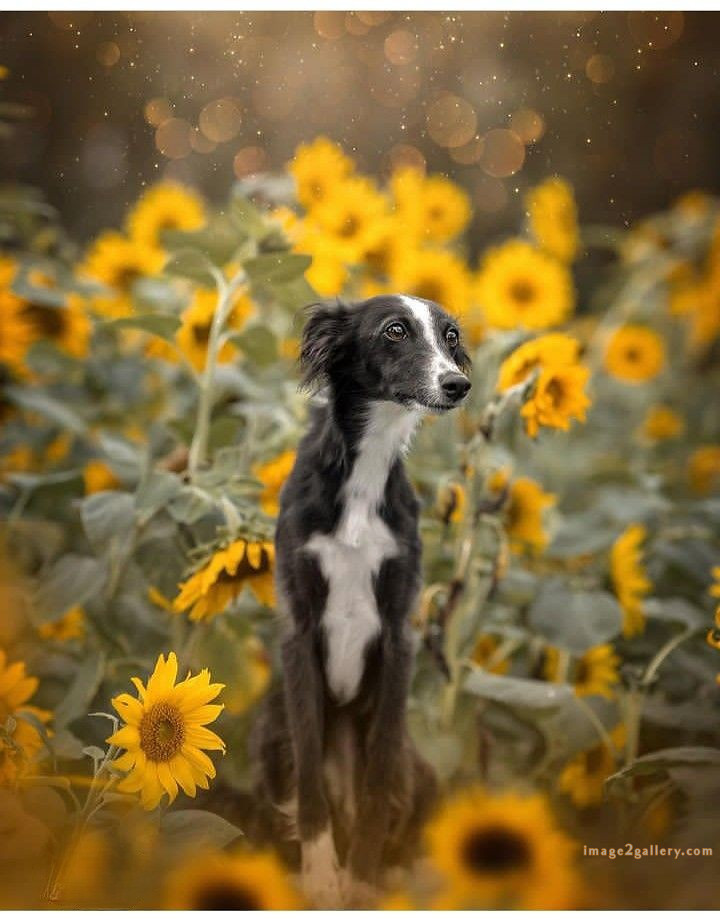 1100+ Dog Images Free Download | Cute Dog Pictures | 669 cute dog images real -(21)