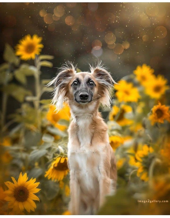 1100+ Dog Images Free Download | Cute Dog Pictures | 664 cute dog images real -(22)