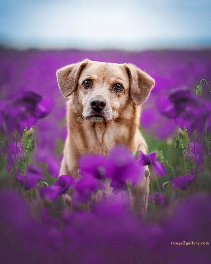 1100+ Dog Images Free Download | Cute Dog Pictures | 663 cute dog images real -(23)