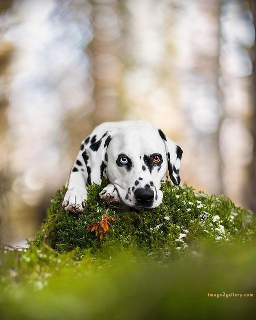 1100+ Dog Images Free Download | Cute Dog Pictures | 682 cute dog images real -(3)