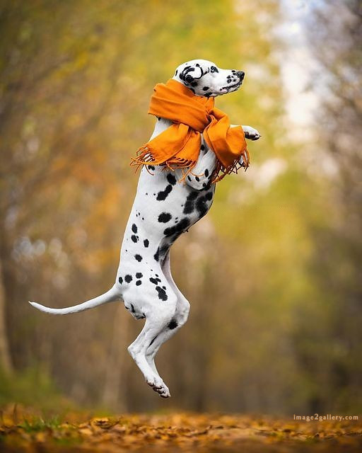 1100+ Dog Images Free Download | Cute Dog Pictures | 683 cute dog images real -(4)