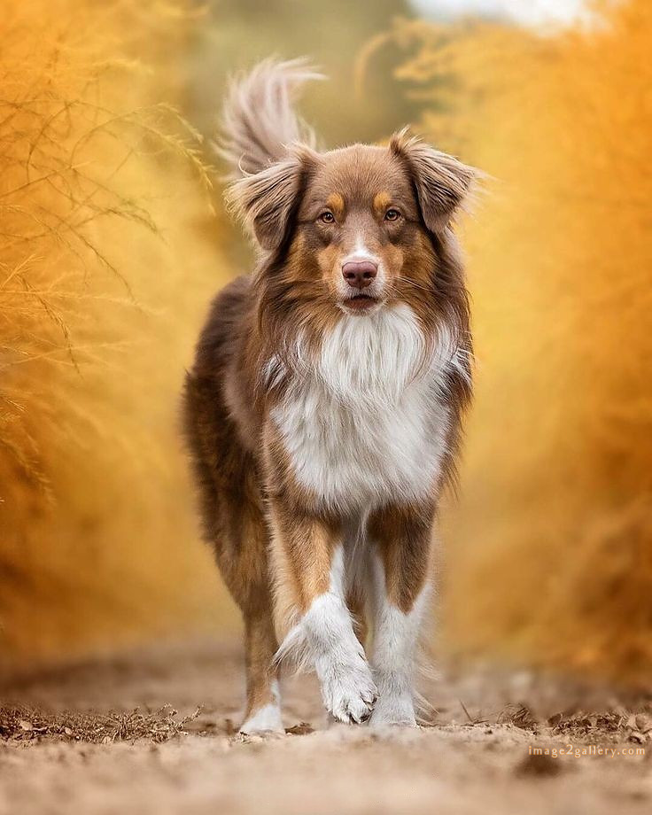 1100+ Dog Images Free Download | Cute Dog Pictures | 681 cute dog images real -(5)