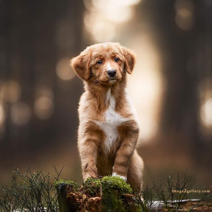 1100+ Dog Images Free Download | Cute Dog Pictures | 680 cute dog images real -(6)