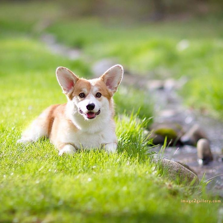 1100+ Dog Images Free Download | Cute Dog Pictures | 675 cute dog images real -(7)