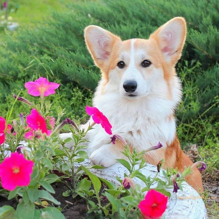 1100+ Dog Images Free Download | Cute Dog Pictures | 676 cute dog images real -(8)