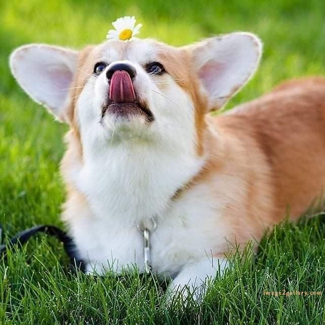 1100+ Dog Images Free Download | Cute Dog Pictures | 678 cute dog images real -(9)
