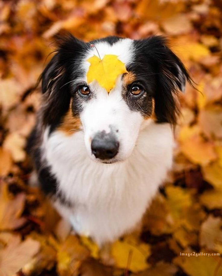 1100+ Dog Images Free Download | Cute Dog Pictures | 650 cute dog photo real -(11)