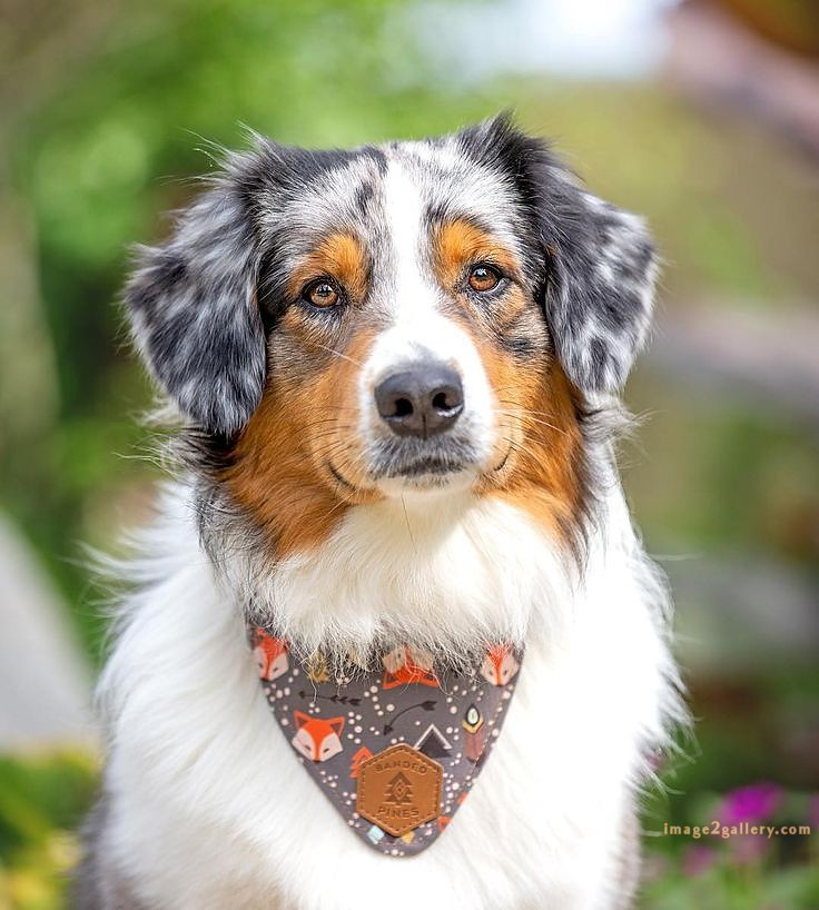 1100+ Dog Images Free Download | Cute Dog Pictures | 646 cute dog photo real -(12)
