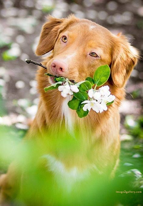 1100+ Dog Images Free Download | Cute Dog Pictures | 647 cute dog photo real -(13)