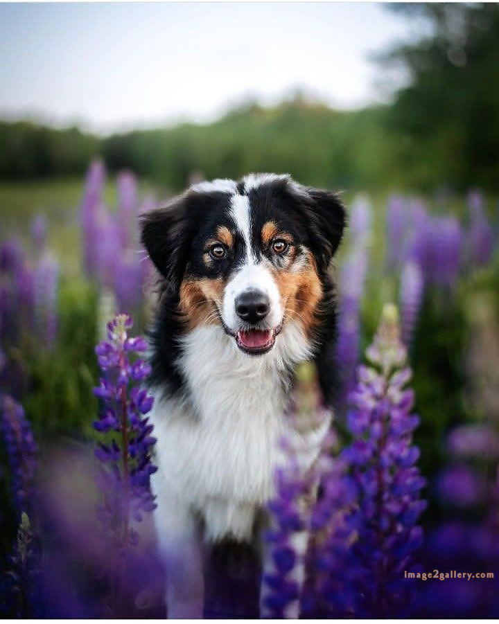1100+ Dog Images Free Download | Cute Dog Pictures | 648 cute dog photo real -(14)