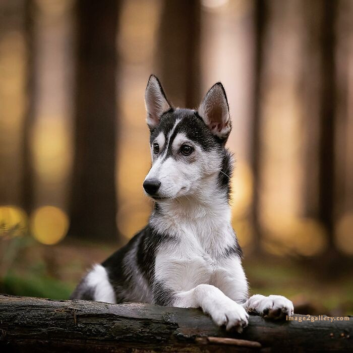 1100+ Dog Images Free Download | Cute Dog Pictures | 649 cute dog photo real -(15)