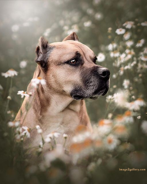 1100+ Dog Images Free Download | Cute Dog Pictures | 640 cute dog photo real -(16)