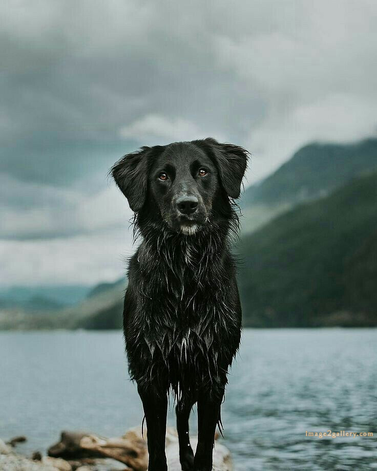 1100+ Dog Images Free Download | Cute Dog Pictures | 641 cute dog photo real -(17)