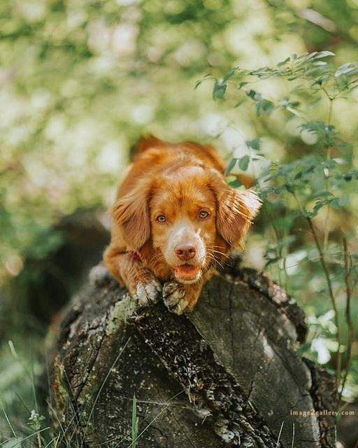 1100+ Dog Images Free Download | Cute Dog Pictures | 642 cute dog photo real -(18)