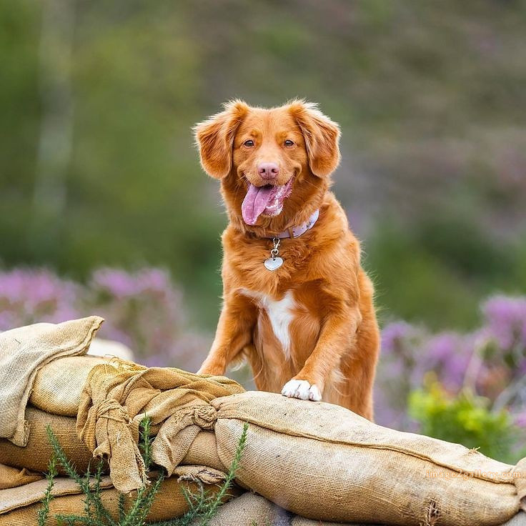1100+ Dog Images Free Download | Cute Dog Pictures | 643 cute dog photo real -(19)