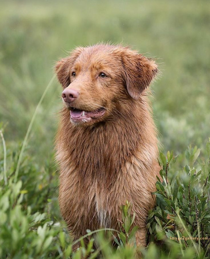 1100+ Dog Images Free Download | Cute Dog Pictures | 644 cute dog photo real -(20)