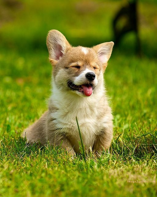 1100+ Dog Images Free Download | Cute Dog Pictures | 659 cute dog photo real -(5)
