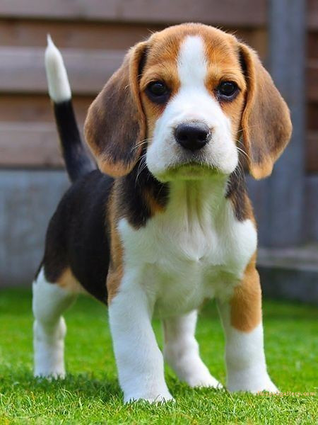 1100+ Dog Images Free Download | Cute Dog Pictures | 651 cute dog photo real -(8)