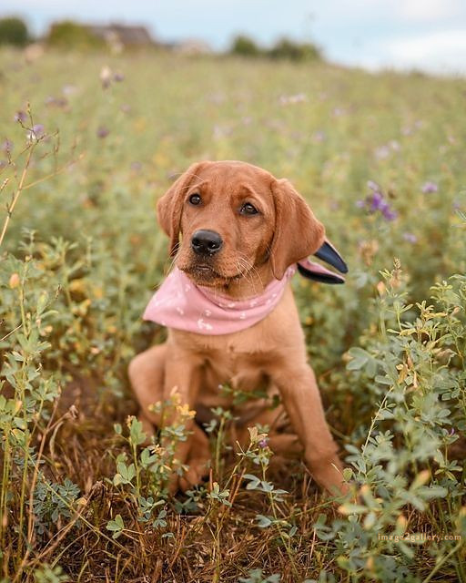 1100+ Dog Images Free Download | Cute Dog Pictures | 652 cute dog photo real -(9)
