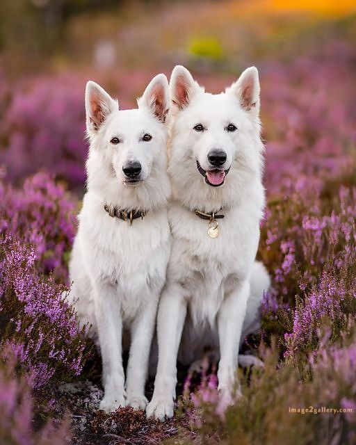 1100+ Dog Images Free Download | Cute Dog Pictures | 638 cute dog photos download -(1)