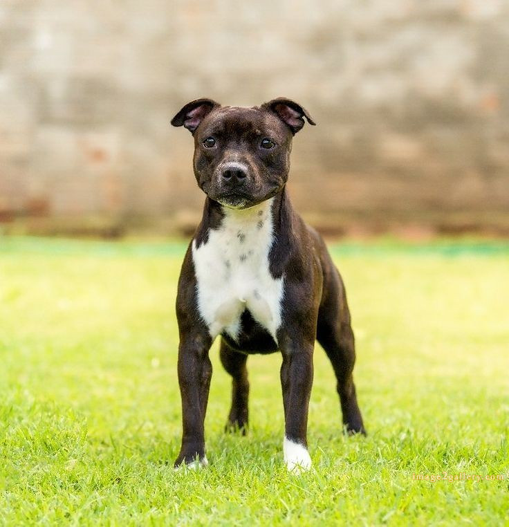 1100+ Dog Images Free Download | Cute Dog Pictures | 626 cute dog photos download -(10)