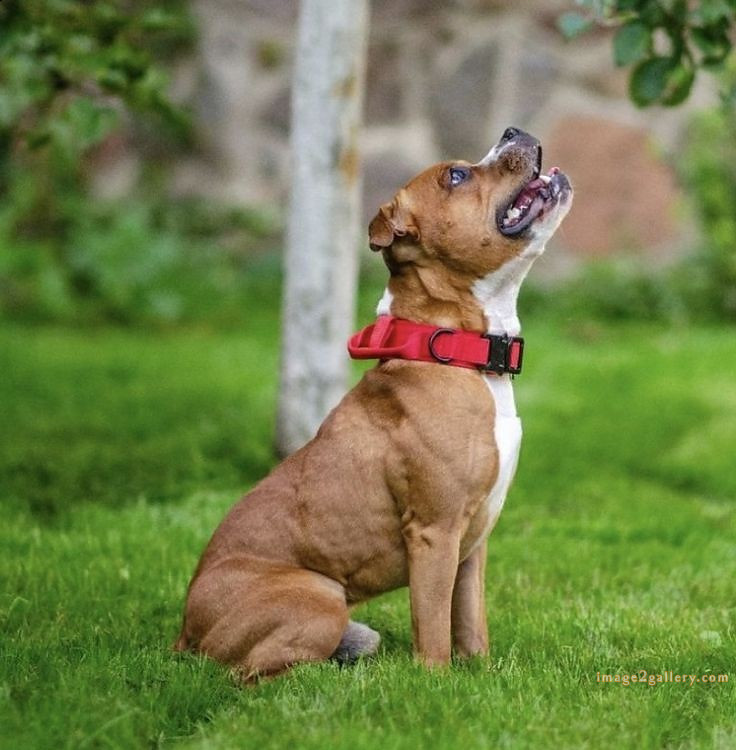 1100+ Dog Images Free Download | Cute Dog Pictures | 627 cute dog photos download -(11)