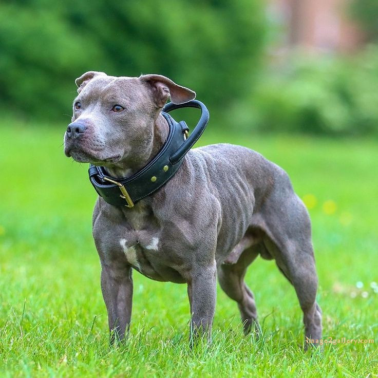 1100+ Dog Images Free Download | Cute Dog Pictures | 628 cute dog photos download -(12)
