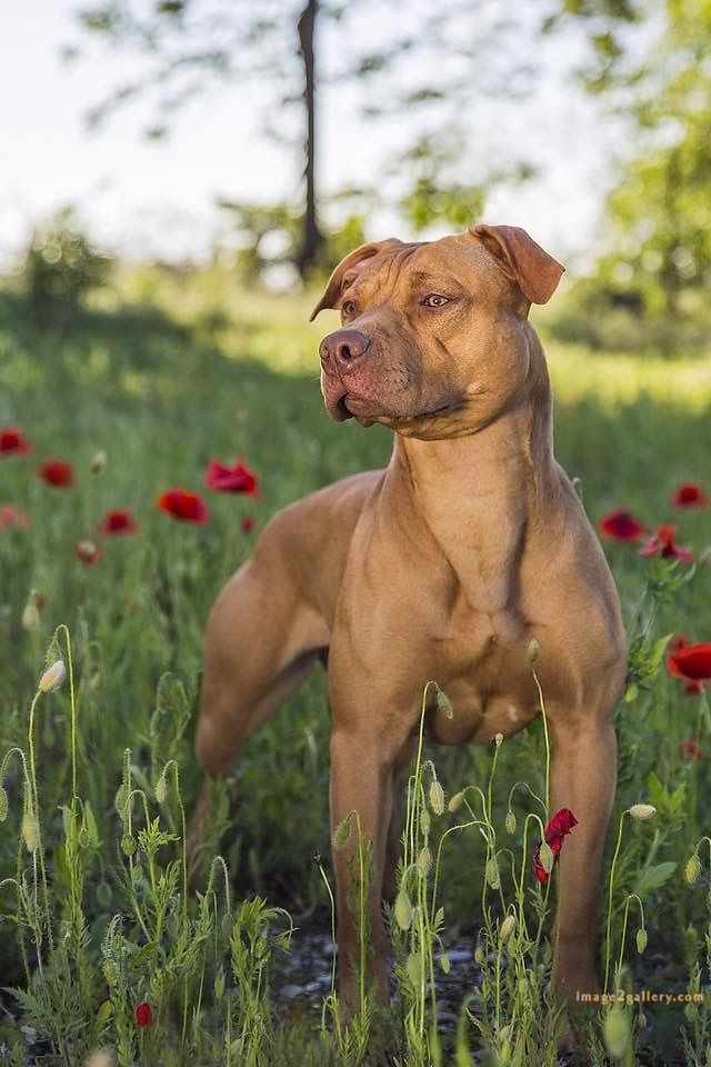 1100+ Dog Images Free Download | Cute Dog Pictures | 629 cute dog photos download -(13)