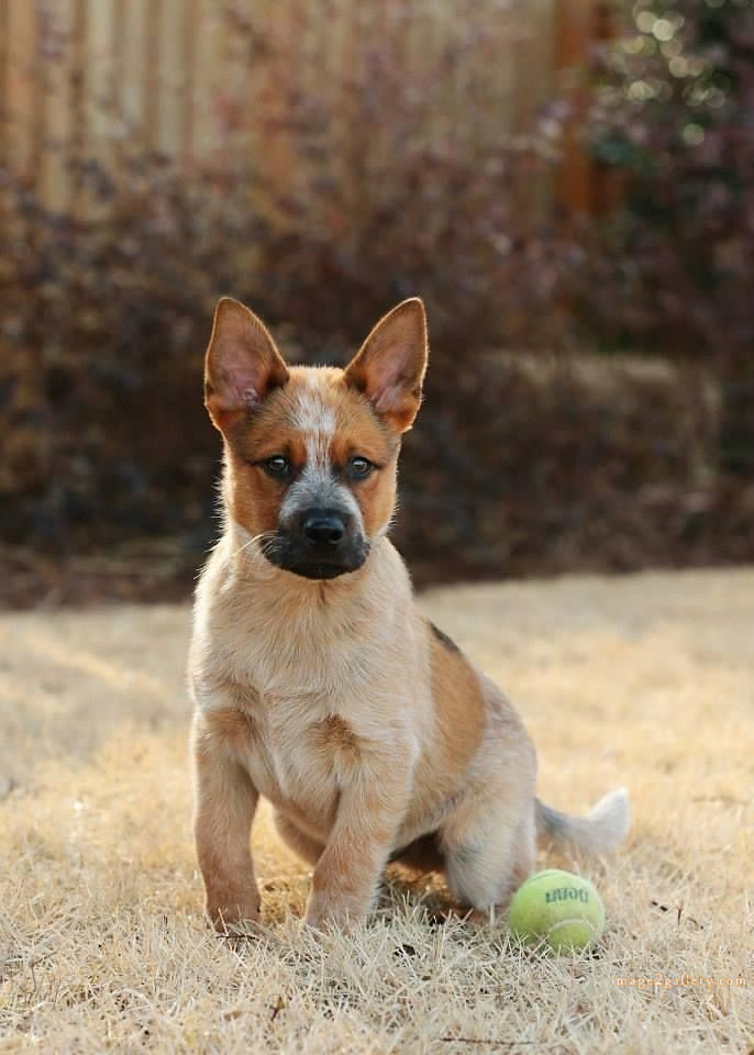 1100+ Dog Images Free Download | Cute Dog Pictures | 624 cute dog photos download -(14)